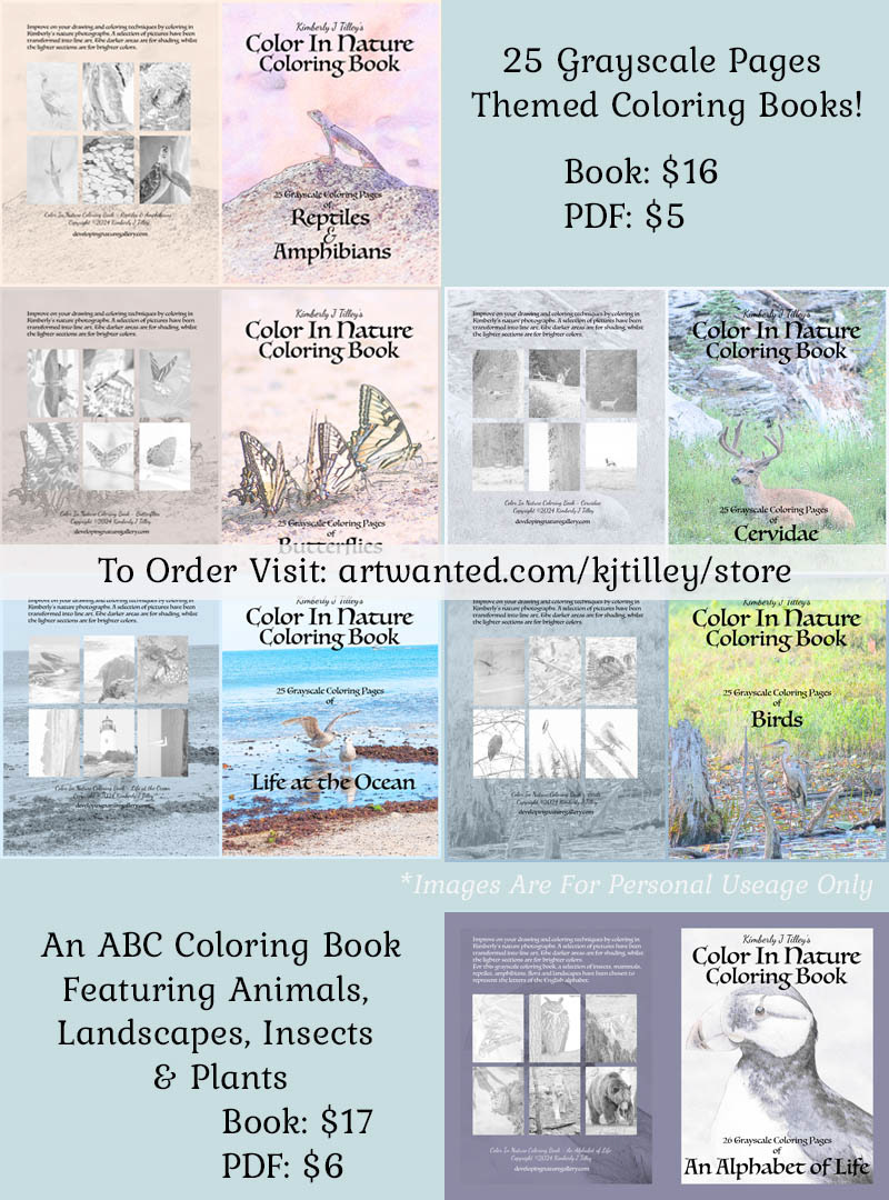 6 themed grayscale coloring books by New Hampshire photographer Kimberly J Tilley.