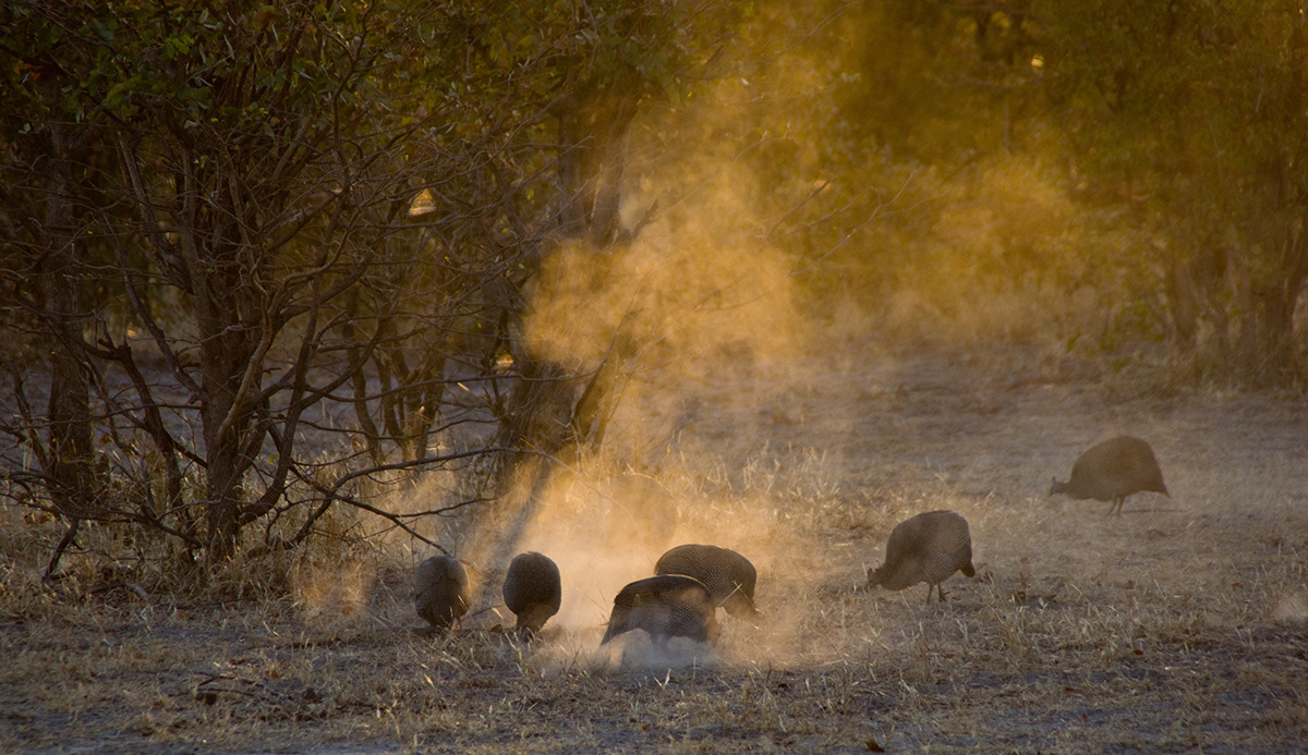 Botswana africa wildlife hyena wild dog lycaon wilderness Nature okaroo paradise Khwai  