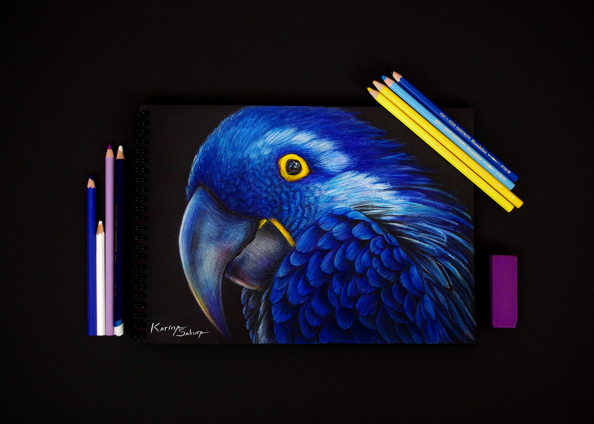 blue parrot pencils ink