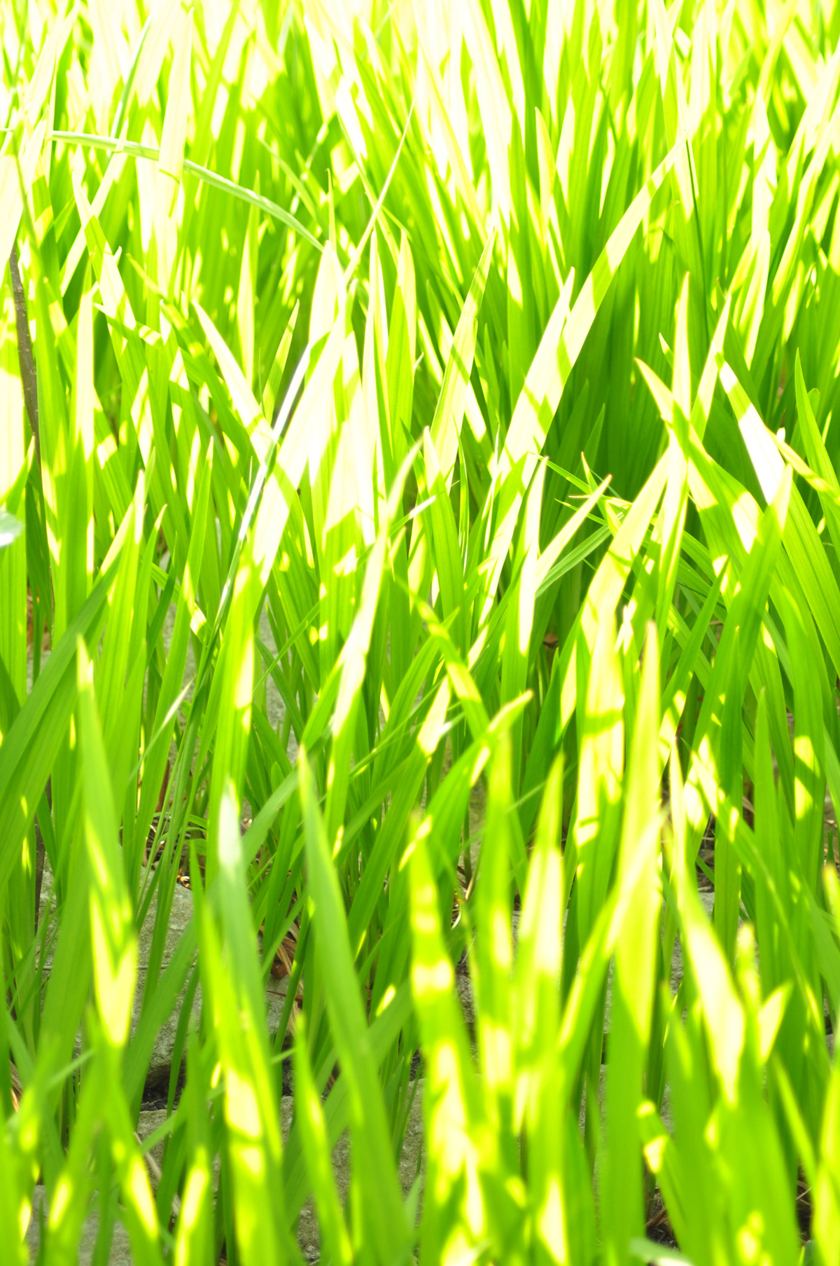 green green way Nature grass