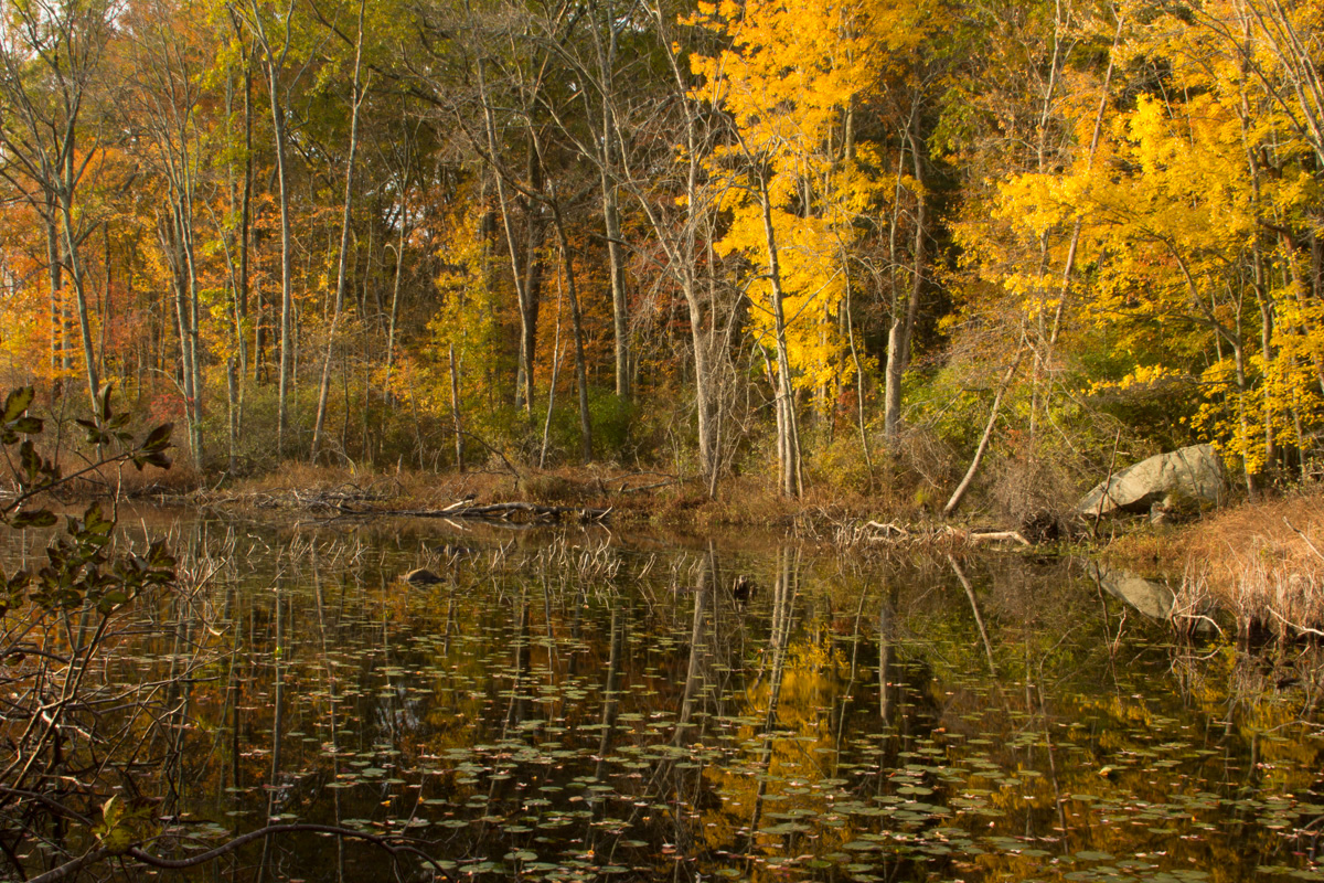 Fall Photography  Rhode Island foliage seasons change autumn boomslice Canon RI