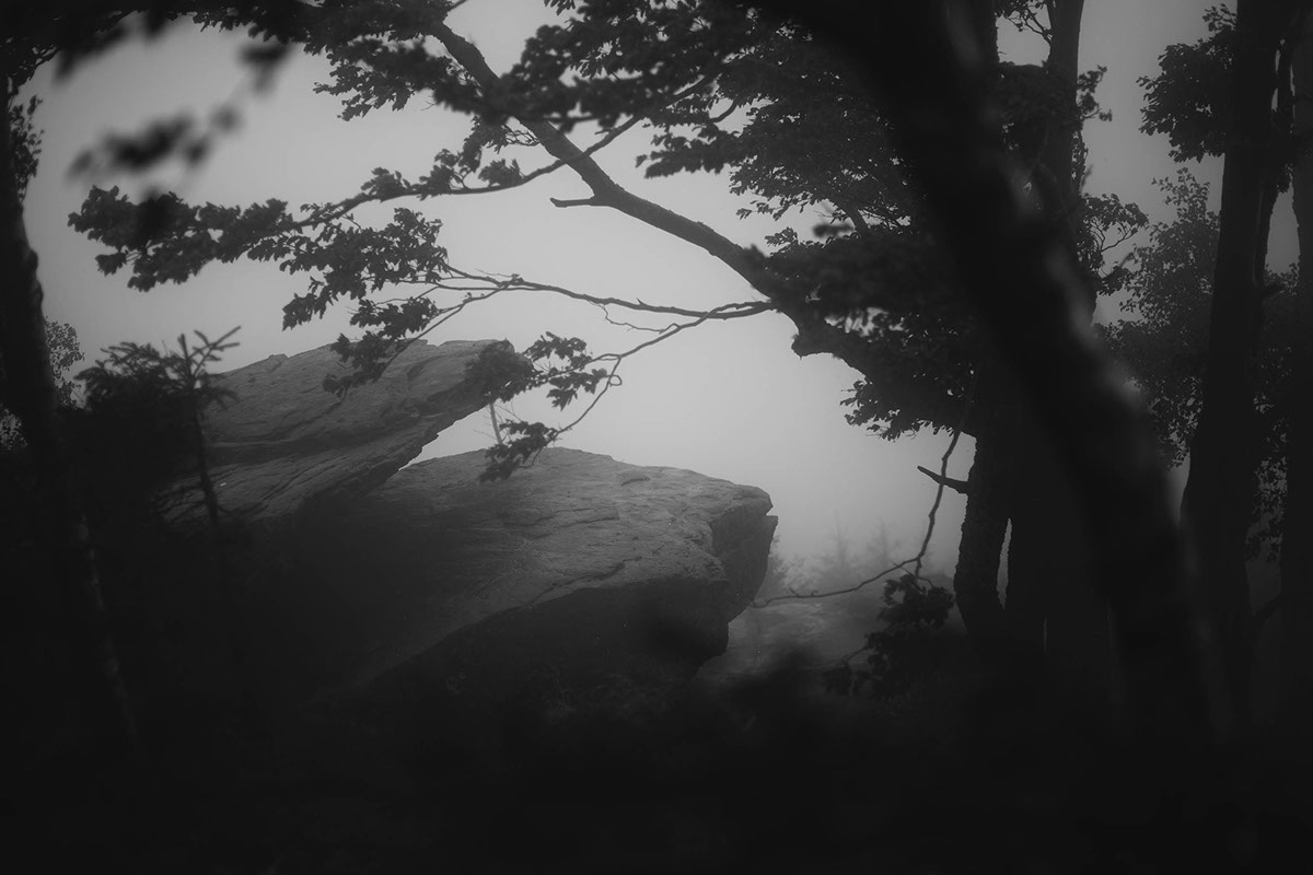 fog mist forest Nature blackandwhite noiretblanc  forêt brouillard