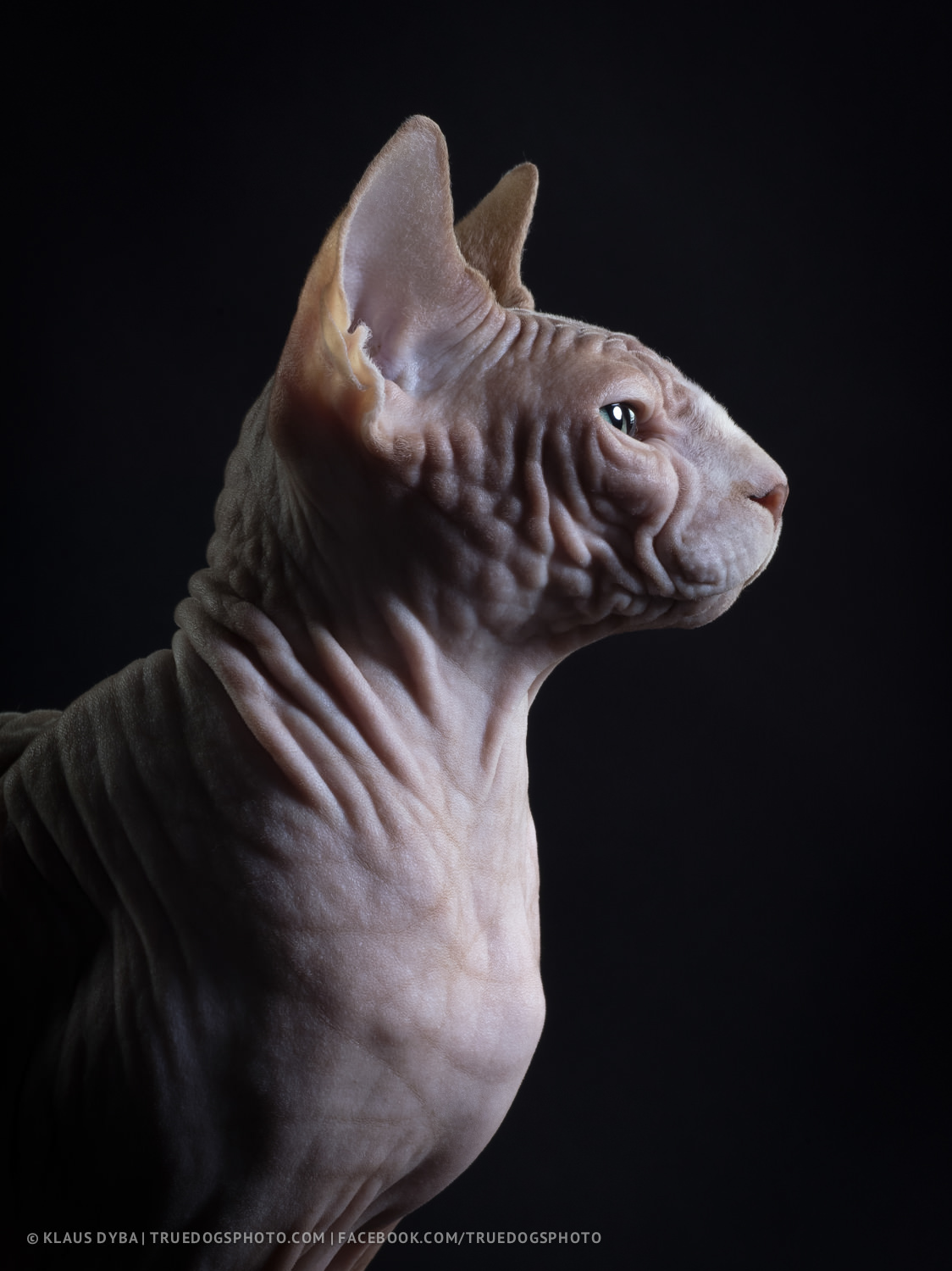 dog Cat naked sphinx Xoloitzcuintle animal phase one p 40+