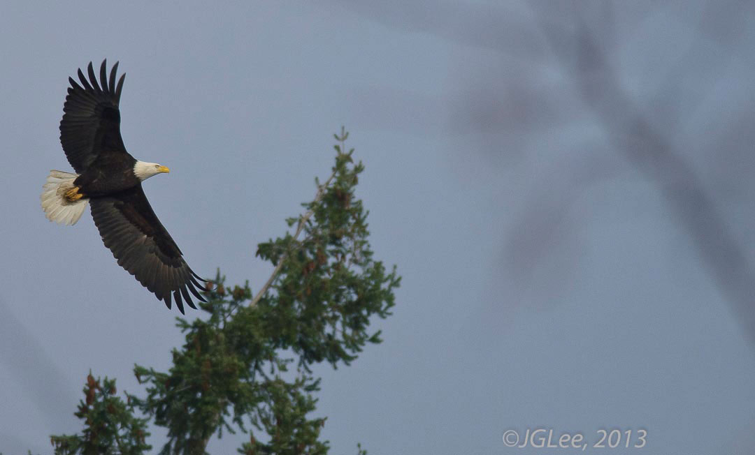 Bird Photography birds in flight heron egret