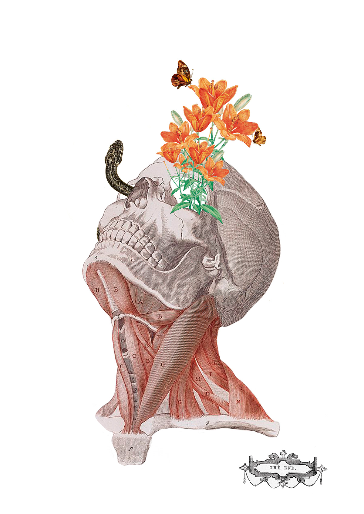anatomia anatomy collage collagedigital retrocollage