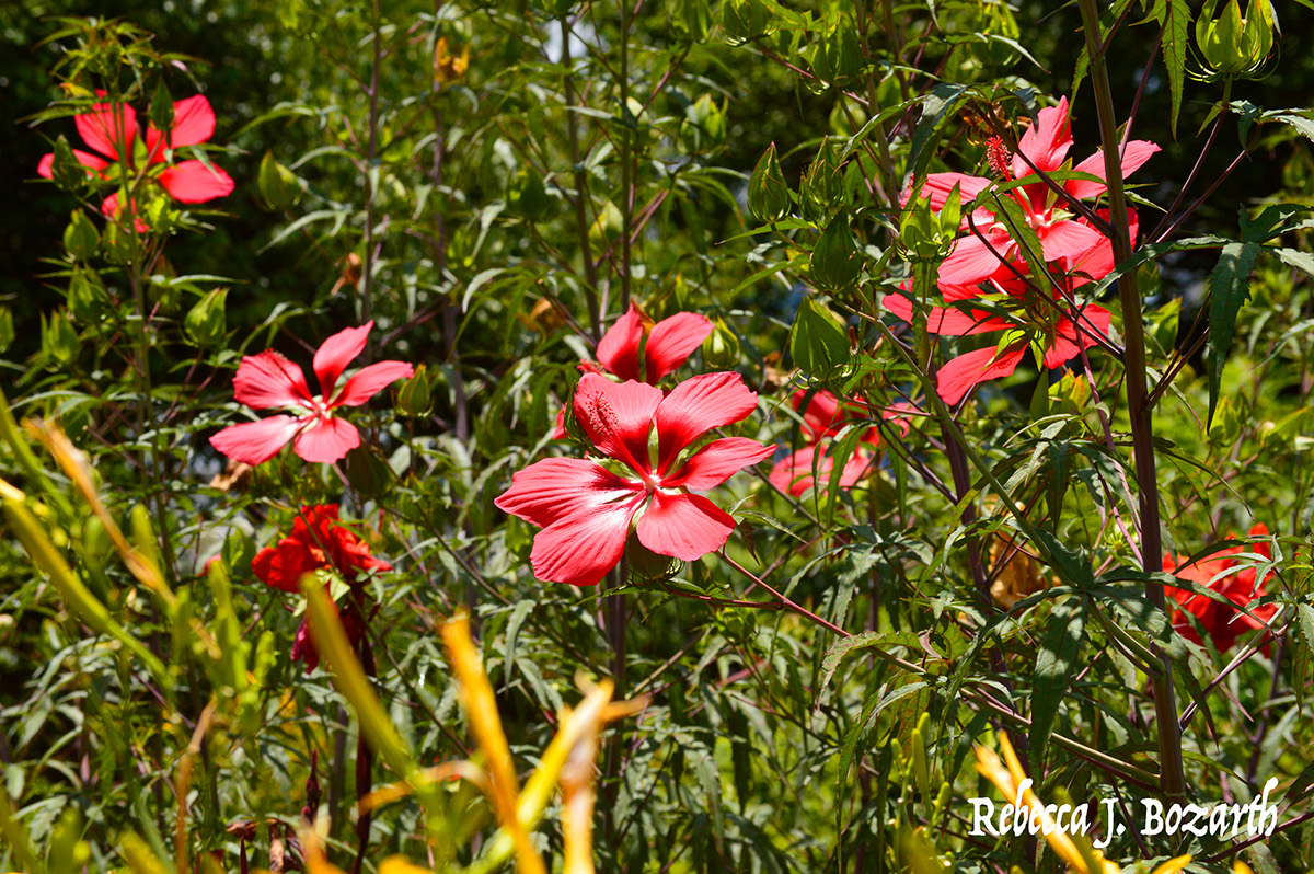 Atlanta Botanical Garden Rebecca Bozarth Rebecca J Bozarth garden Photography  Nikon chihuly
