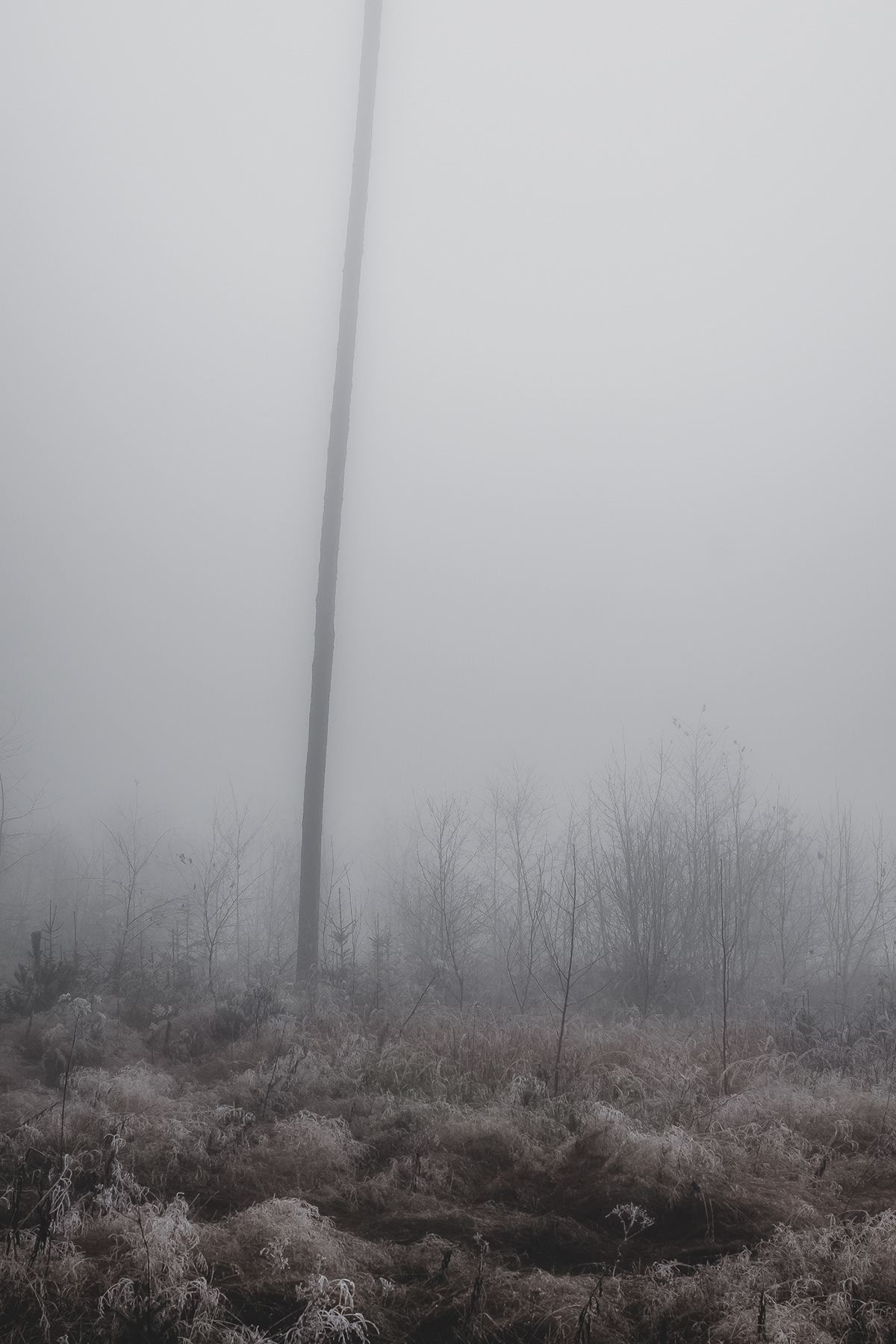 fog foggy mist misty forest trees atmosphere mood mysterious solitude