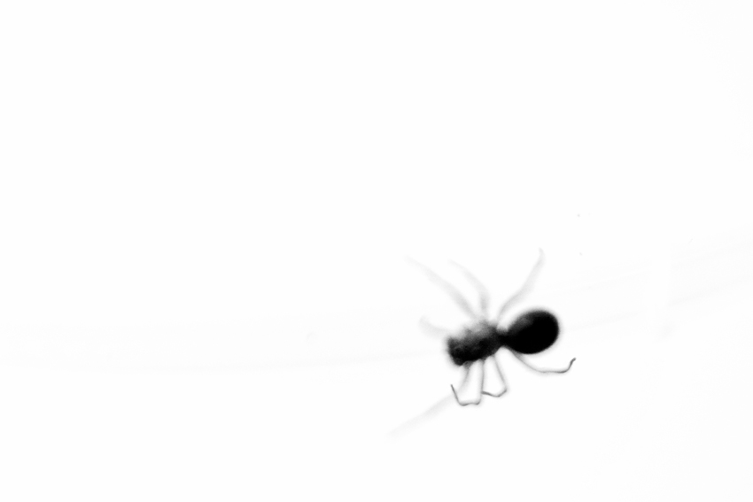 salvador dali surrealism ants spiders lensbaby macro
