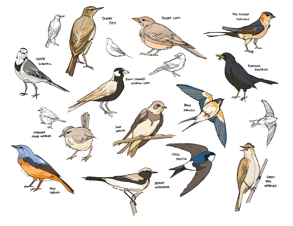 ink digital birds sketching studies