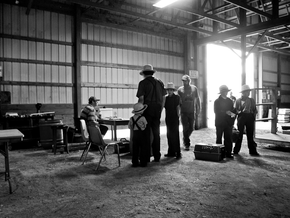 Amish mennonite amish country bw black and white american religion ohio Pennsylvania dutch indiana country usa united states