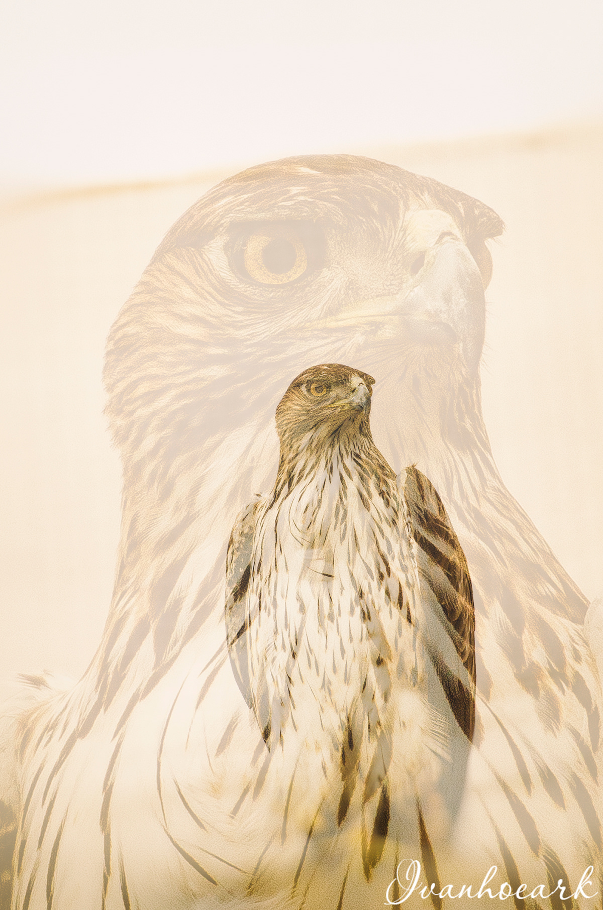Photography  digital duble_exposure raptors birds