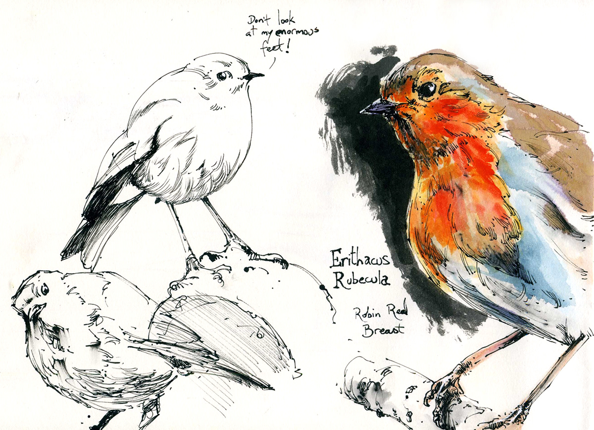 sketches robin red breast discworld ink dip pen
