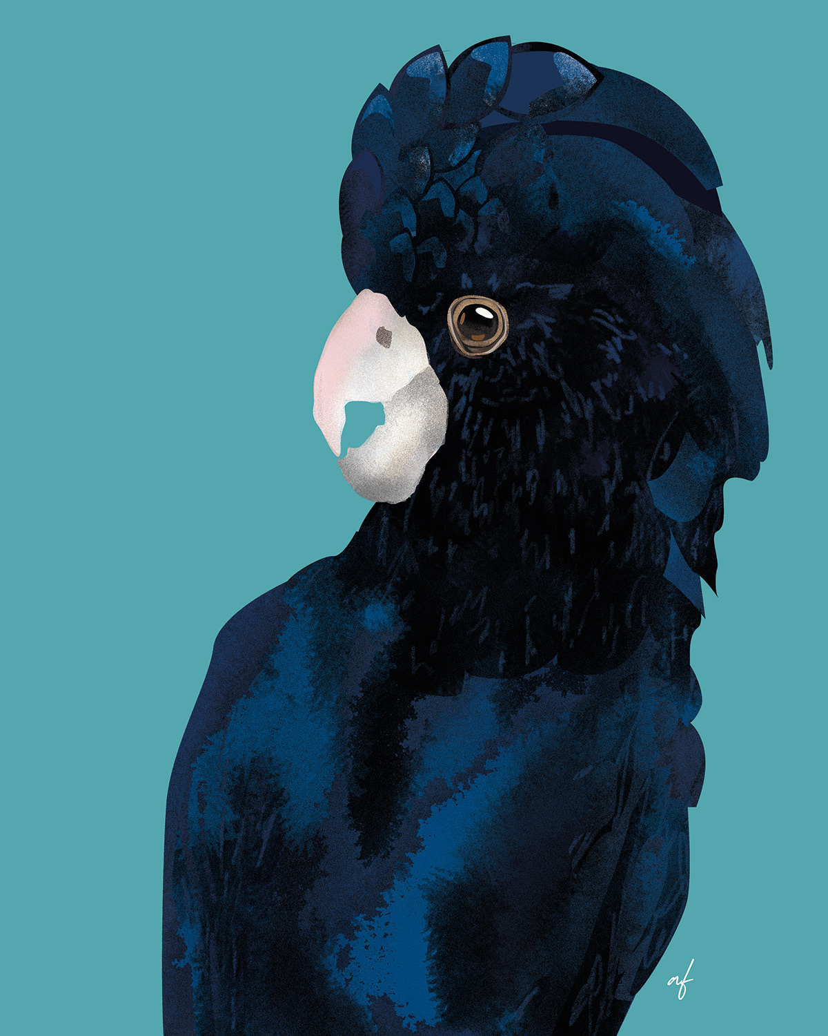 The black cockatoo by Abi Fraser
