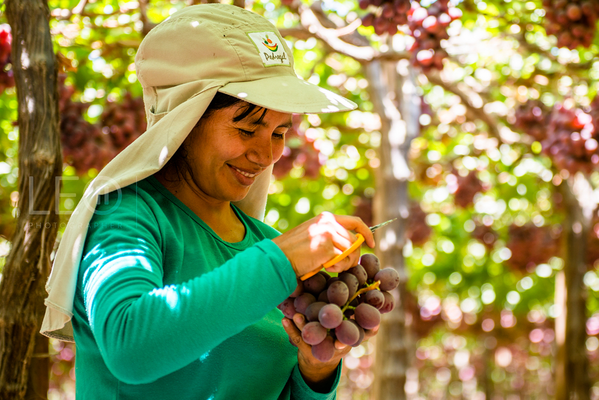peru ICA Piura uva fundo agricultura trabajadores agroindustria peruano