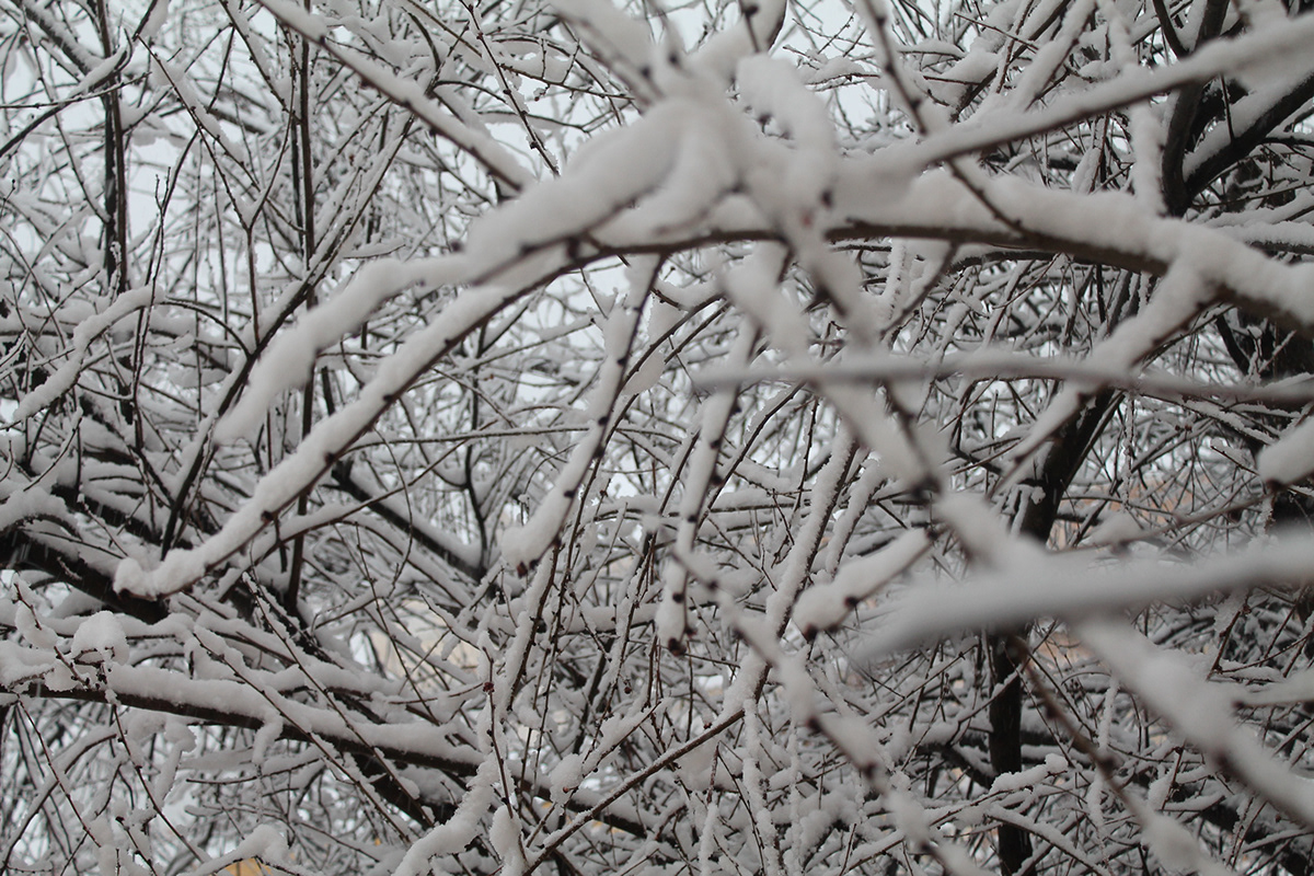 Nieve fotografía natural photography
