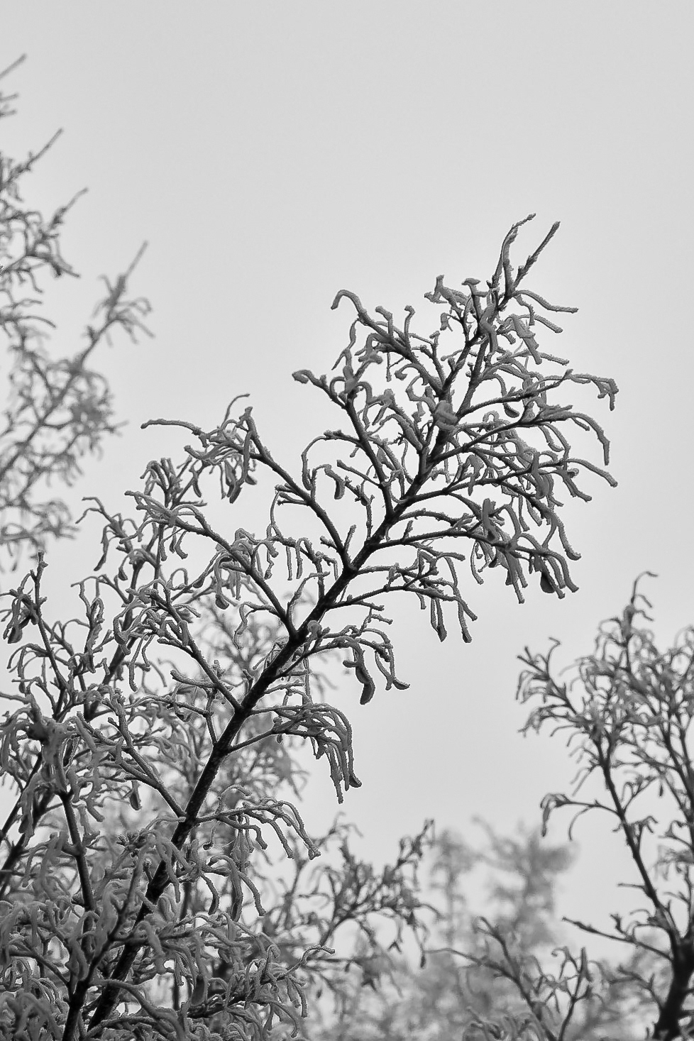 black and white Nature winter