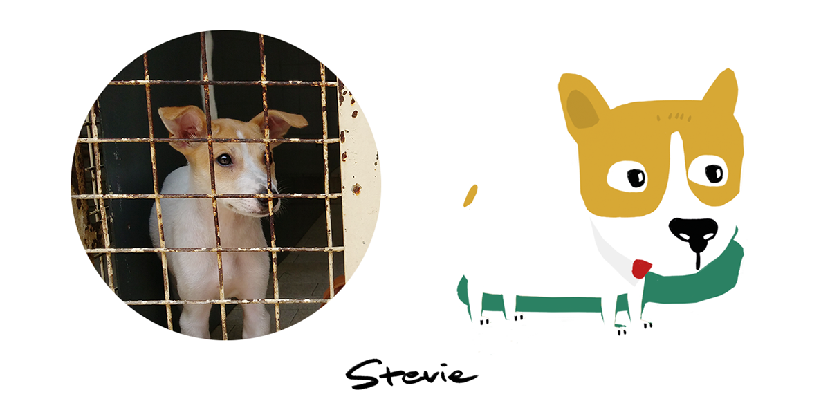 dog charity ProBono shelter minimal children book book publish adopt