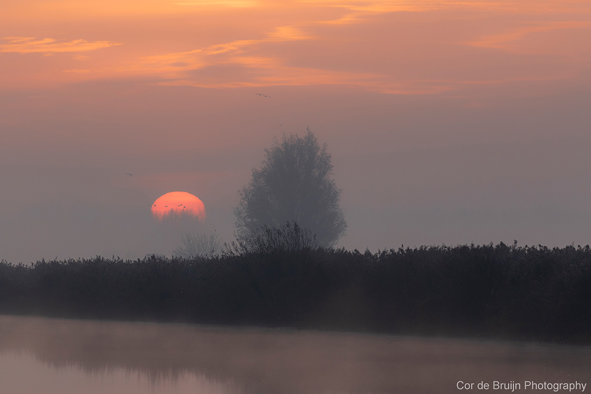 Alblasserwaard kinderdijk Landscape MORNING Netherlands Sunrise windmill mist water