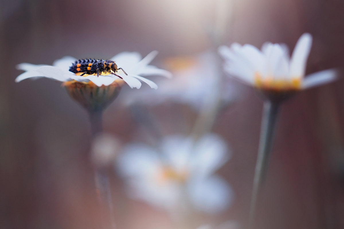 bokeh Canon Insects into the wild light Macro Photography Nature Plant tiny world