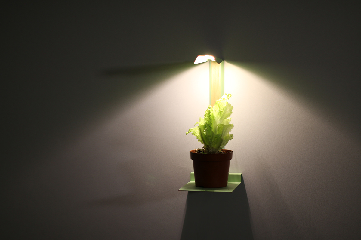 plants light indoor garden