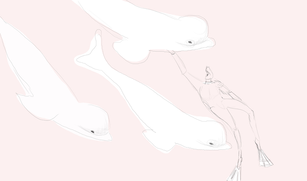 graphic design polar Arctic bear orca beluga Whale penguin Stories