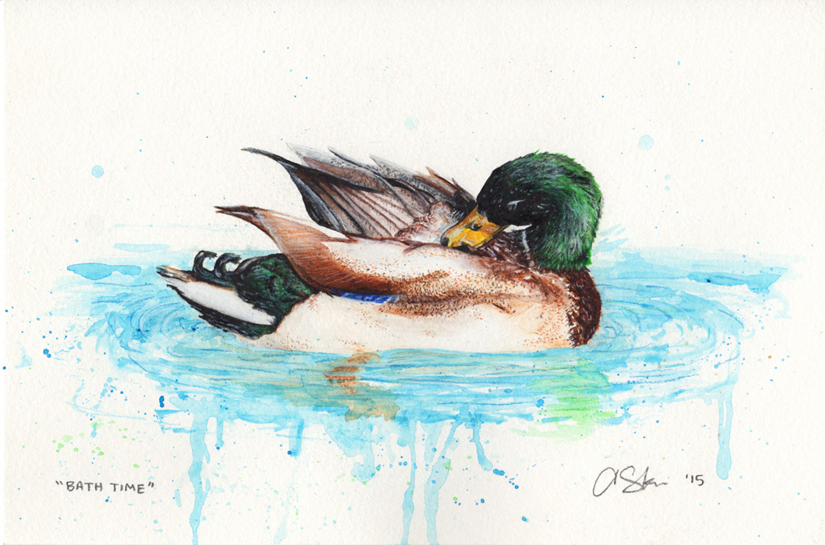 watercolor watercolor painting artwork mallard duck portrait Portrait Painting watercolor pencils