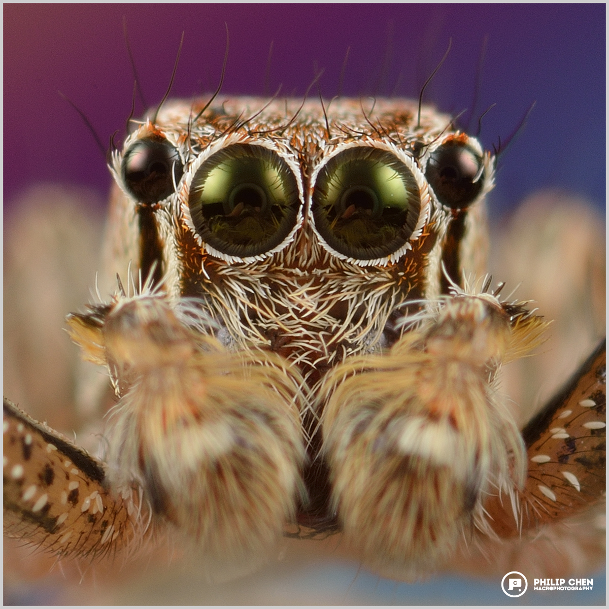 macrophotography Beautiful close up Salticidae jumping spider portrait invisible