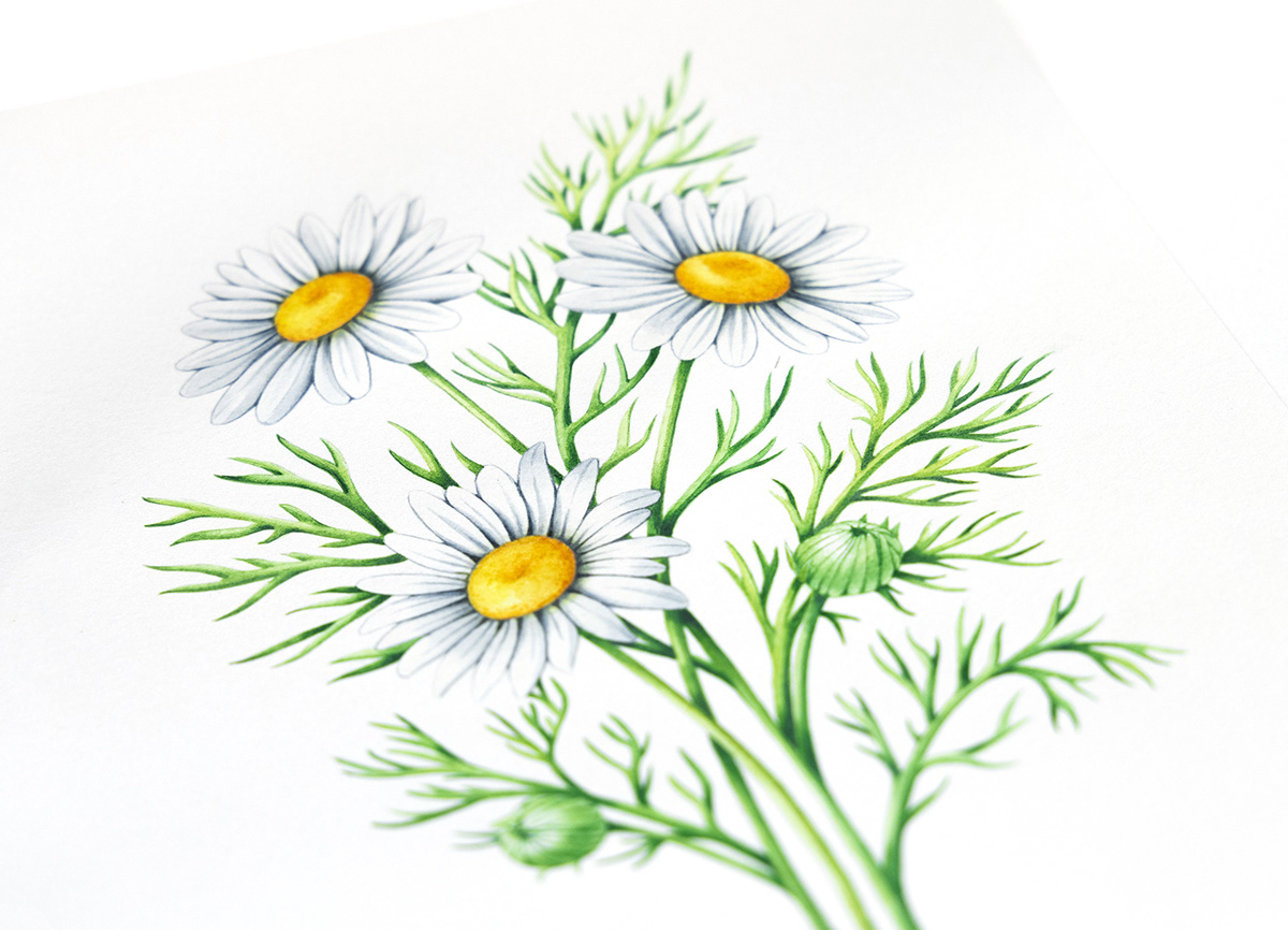 botanical illustration packaging illustration watercolor lavender floral