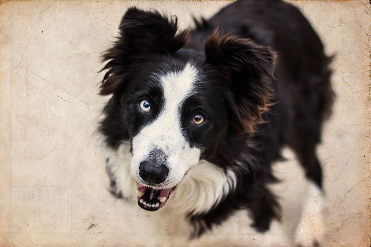 Pet portraits animals rescue smiles kelpie collie portrait dog animal Love adopt adoption