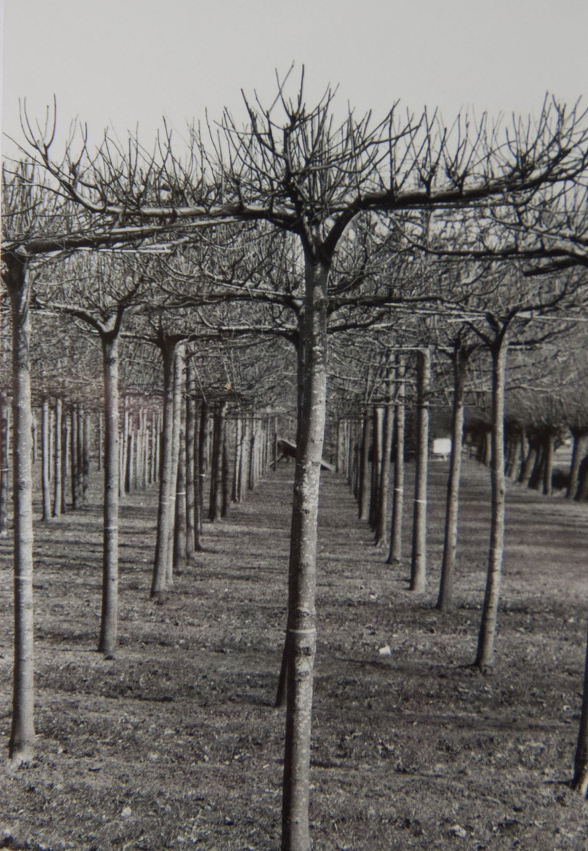 Nature trees industrial analog analog photography analog photos Analoog black and white paper