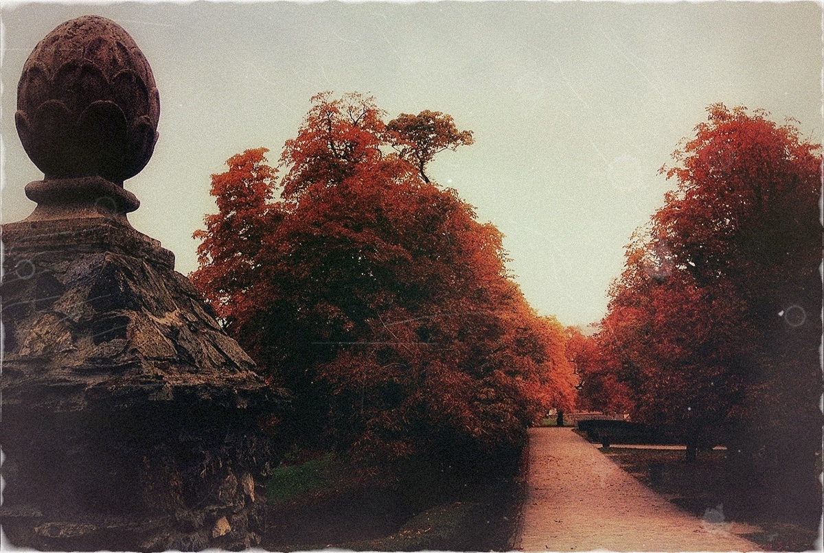 autumn trees leaves colors Nature forest Castle