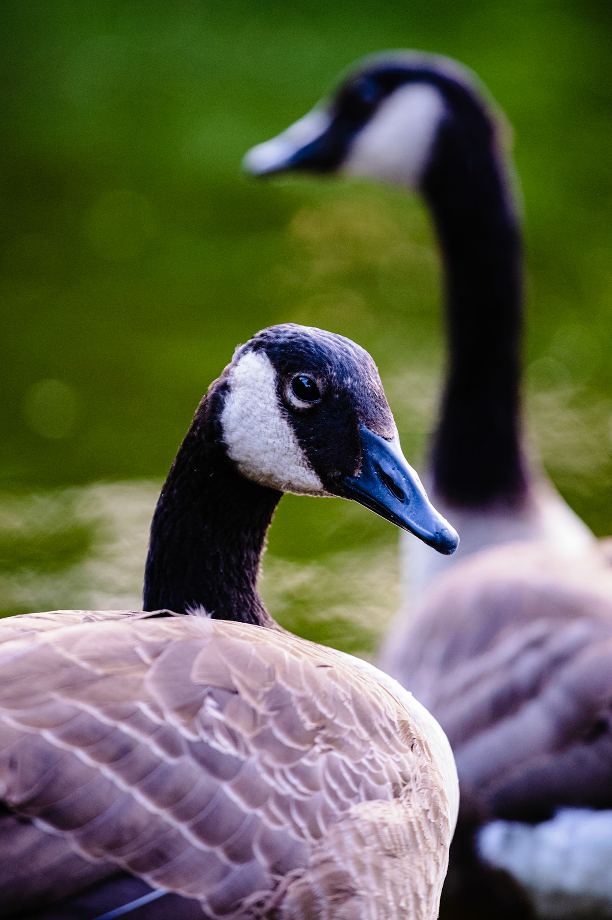 animals duck field Goose pond rabit wild