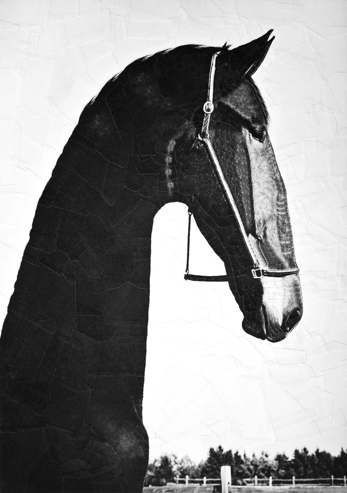 collage equestrian horse horse illustration Horse portrait horses ILLUSTRATION  paper collage