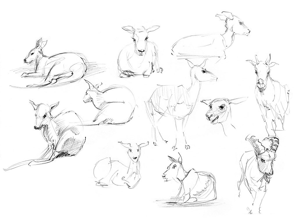 animaux animals sketch