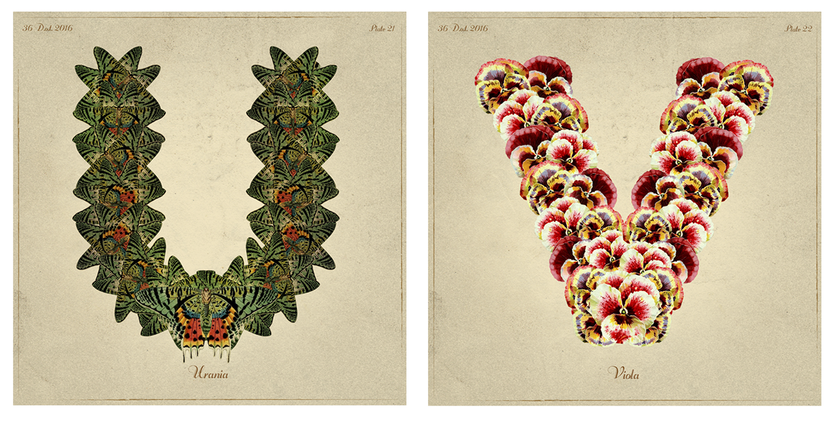 collage Digital Collage wacom Intuos vintage Retro adobe photoshop anatomy botanical 36daysoftype letters print