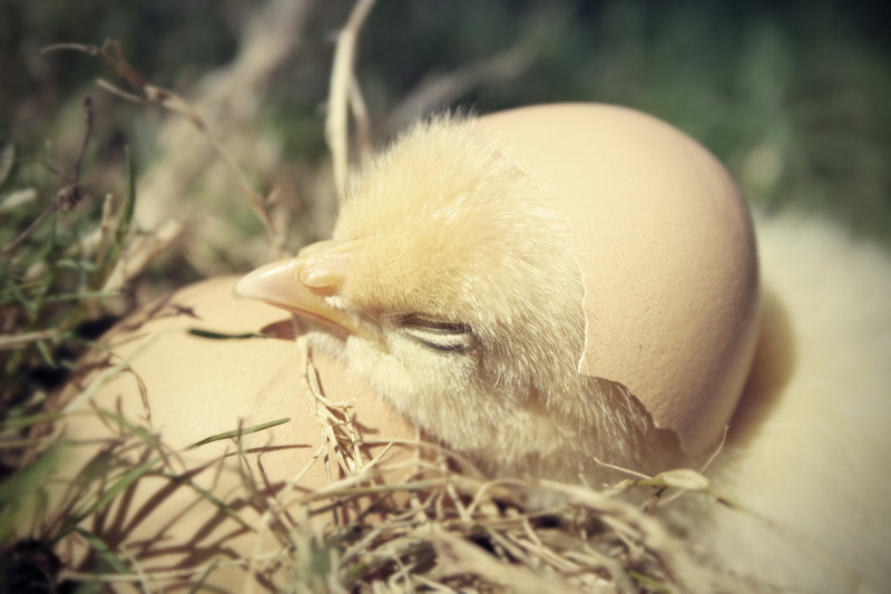 Photography  angry birds Chick nest beak