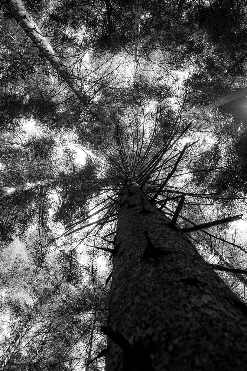 forest black and white Photographie photo Nature Landscape