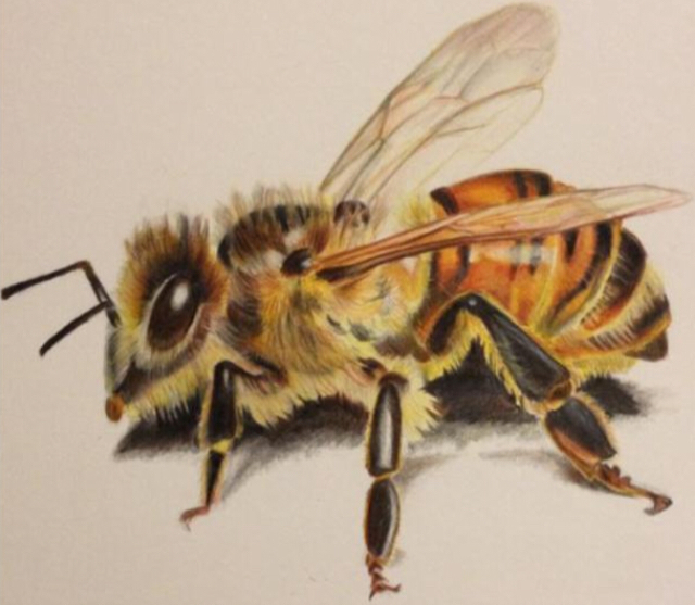 honey bee colored pencil