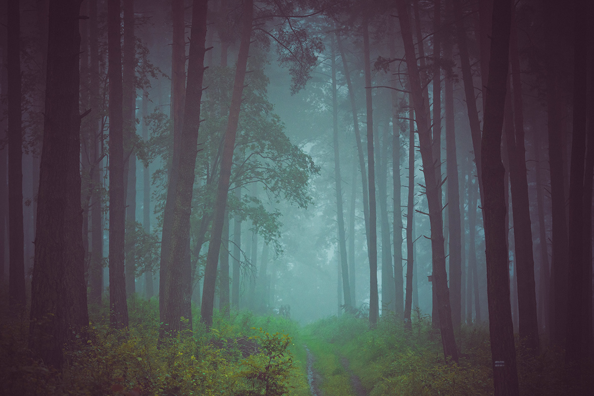 dark fog forest poland wood