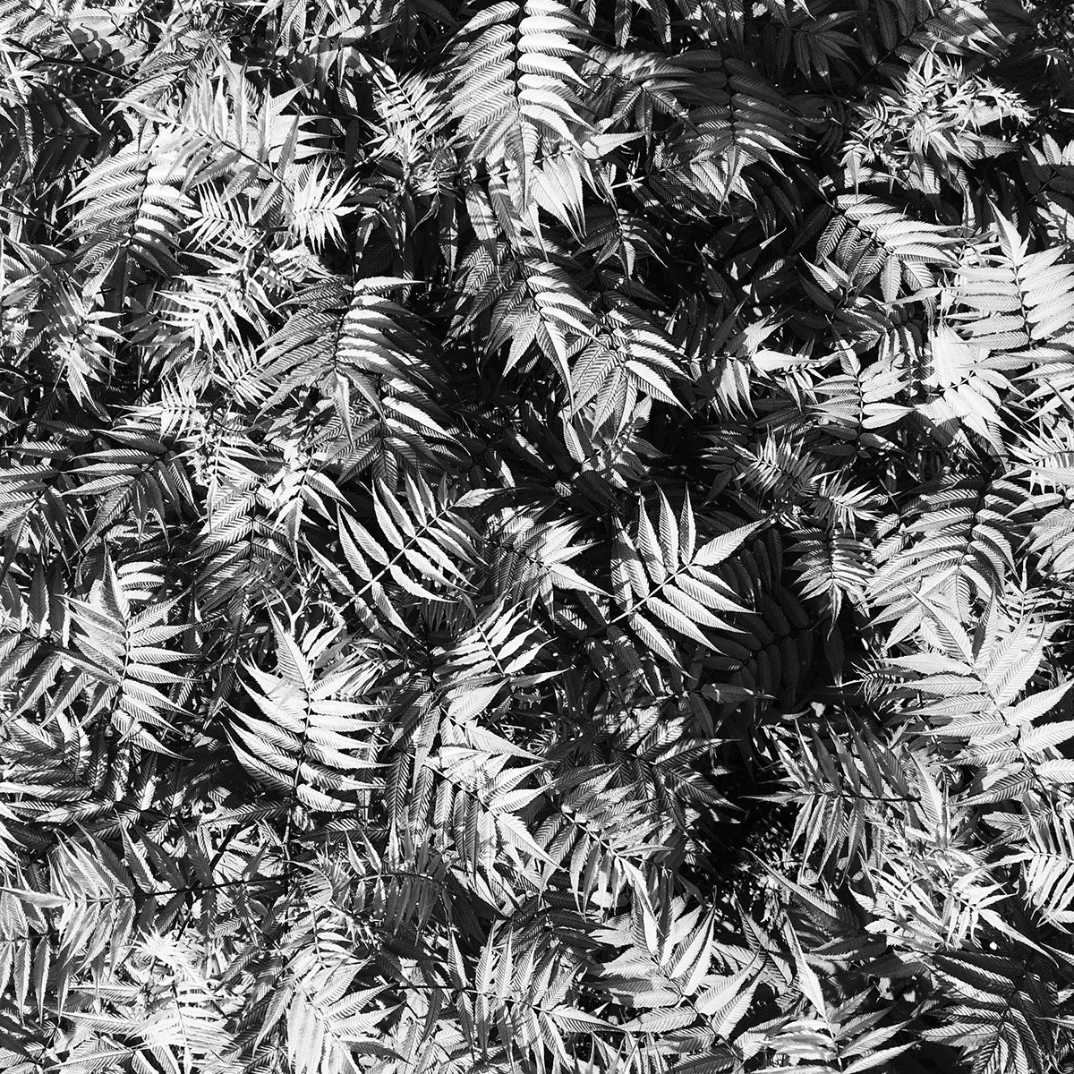 plants Nature texture leaves black and white iphone 5s