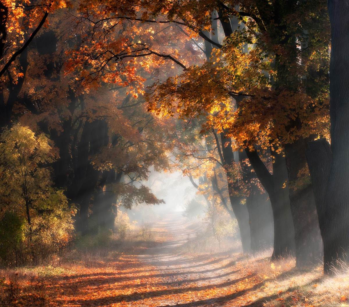 autumn jura poland polska colors trees trees autumn Nature lanscape red fog Landscepe kruk yellow