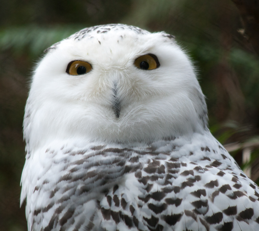 Snowy owl zoo attitude portrait Nature incredulous surprise