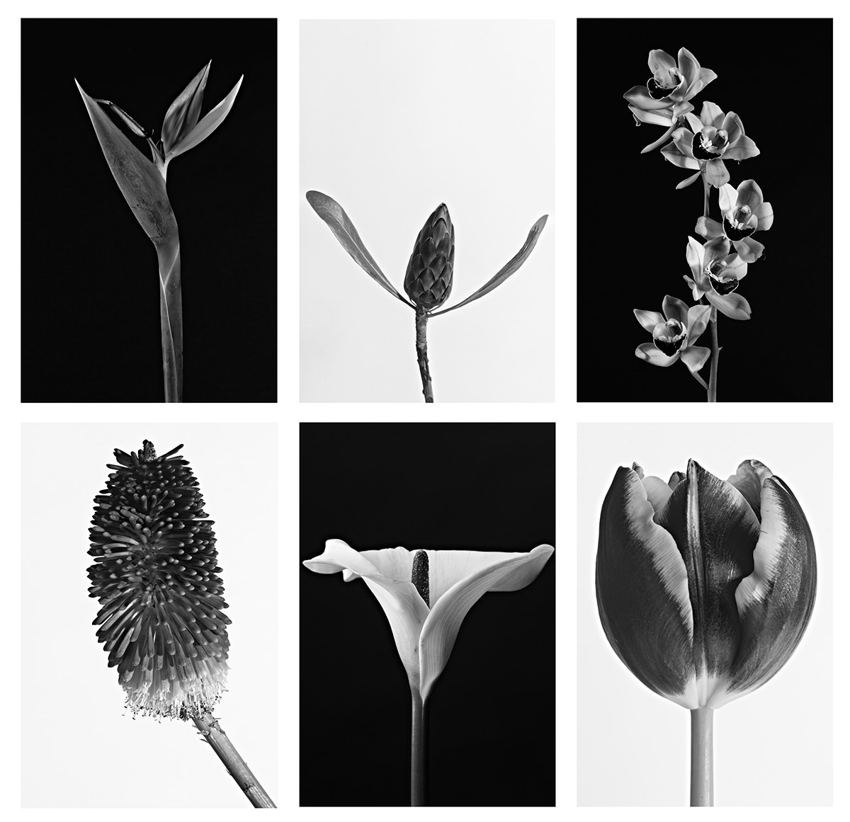 macrophotography Karl Blossfeldt Flowers monochrome