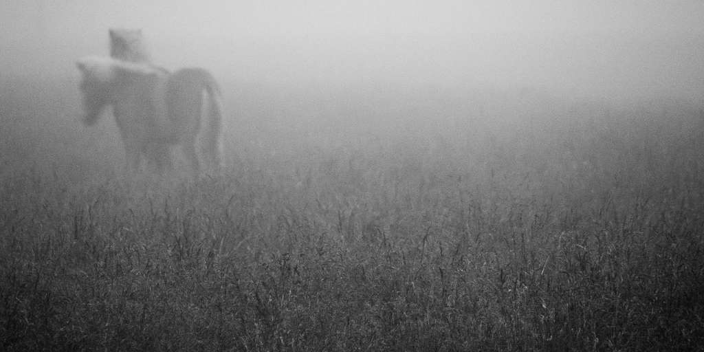 iceland  Bárðardalur North-Iceland fog horse horses