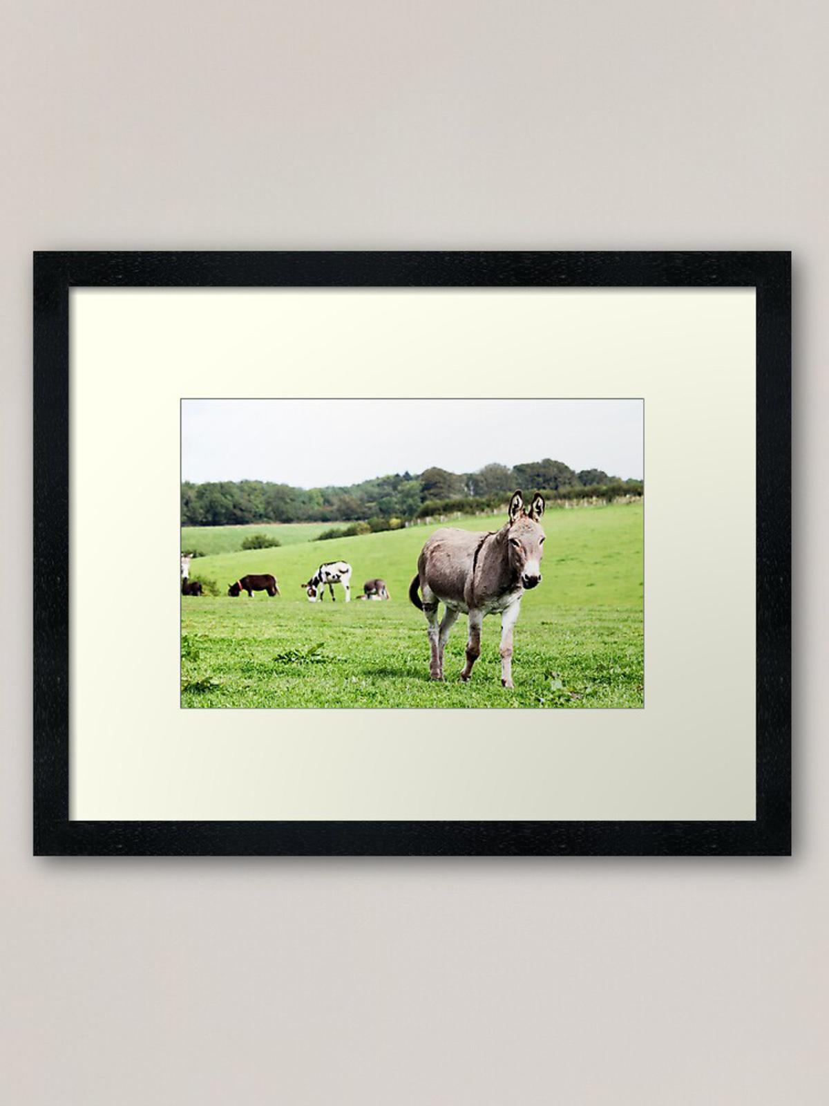 animals art donkey donkeys fields Landscape Nature photographer Photography  photoshoot