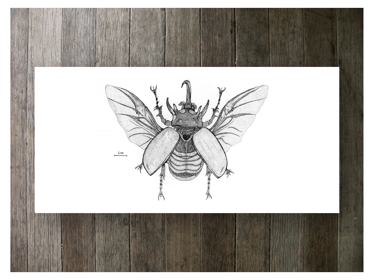 scientific illustration beetle Coleoptera