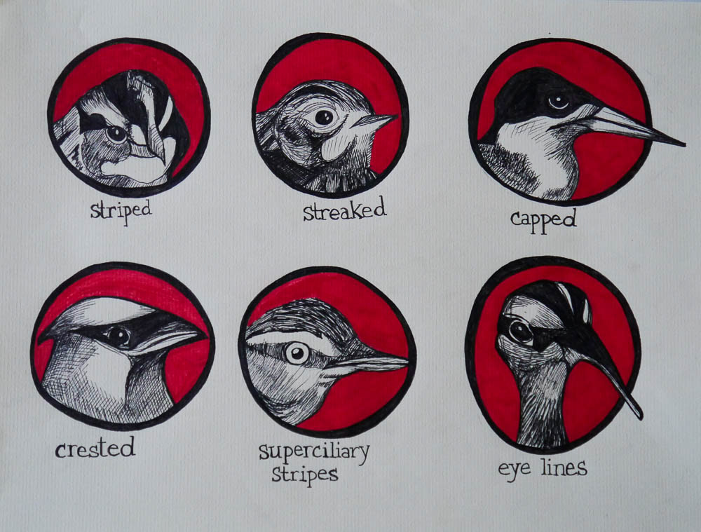 birds watercolor ink