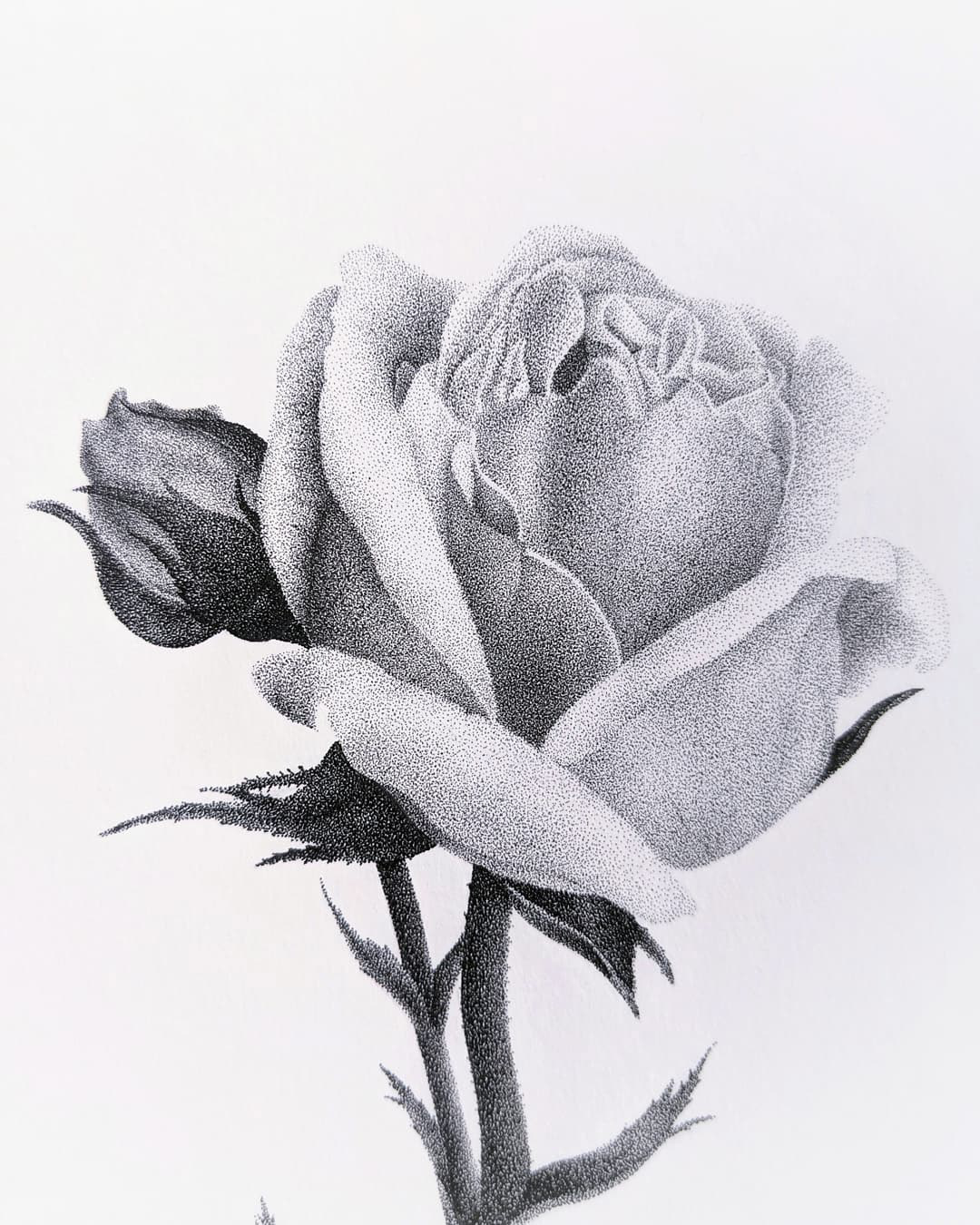 artwork blackwork dot dotwork Drawing  flower ILLUSTRATION  ink pointillisme rose