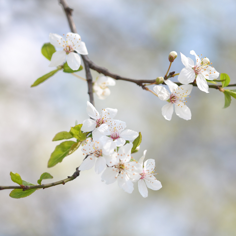 spring bloom blossom Flowers Nature freshness floral macro close up Cherry Blossom trees bokeh depth of field