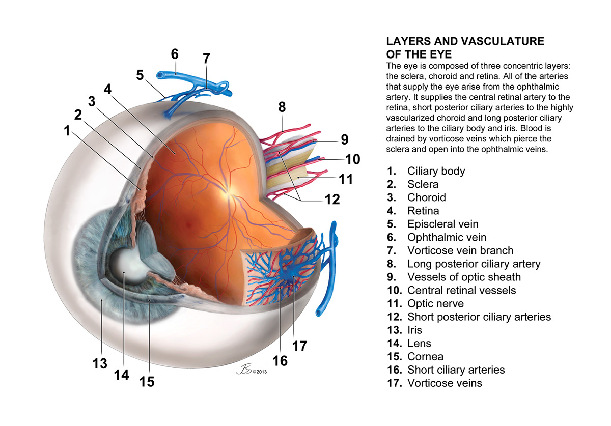 neuroanatomy Eye Anatomy medical illustration